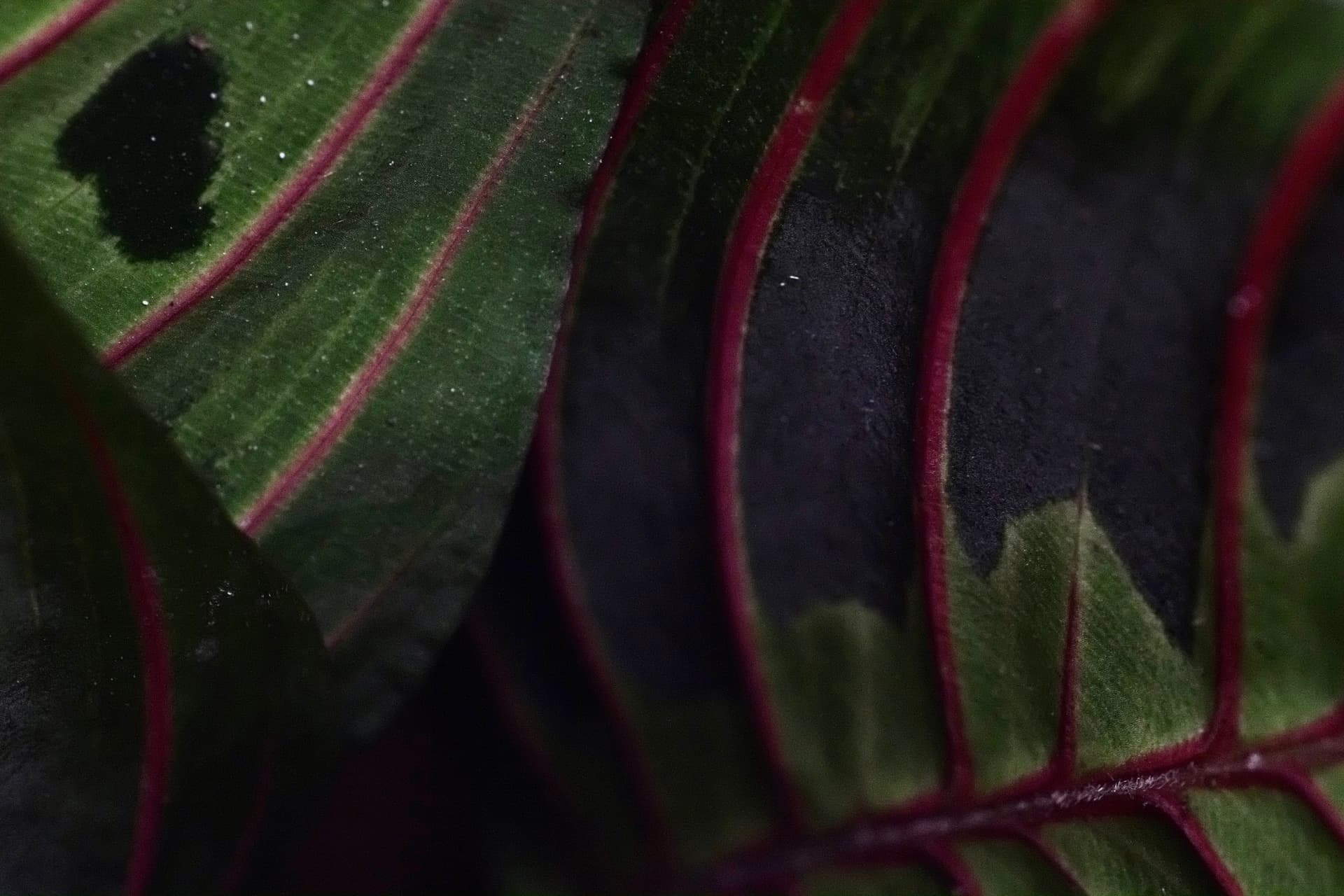 Plant close up