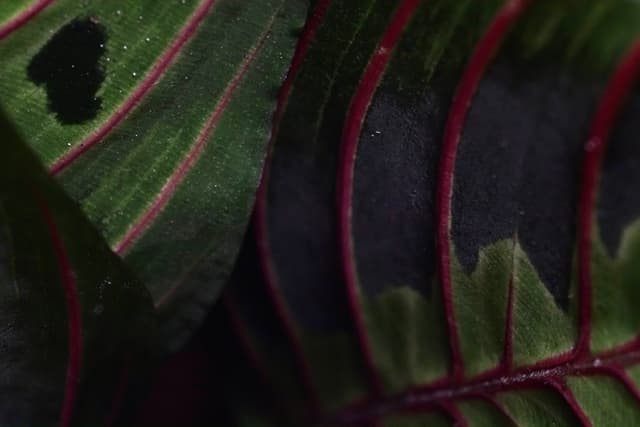 Plant close up