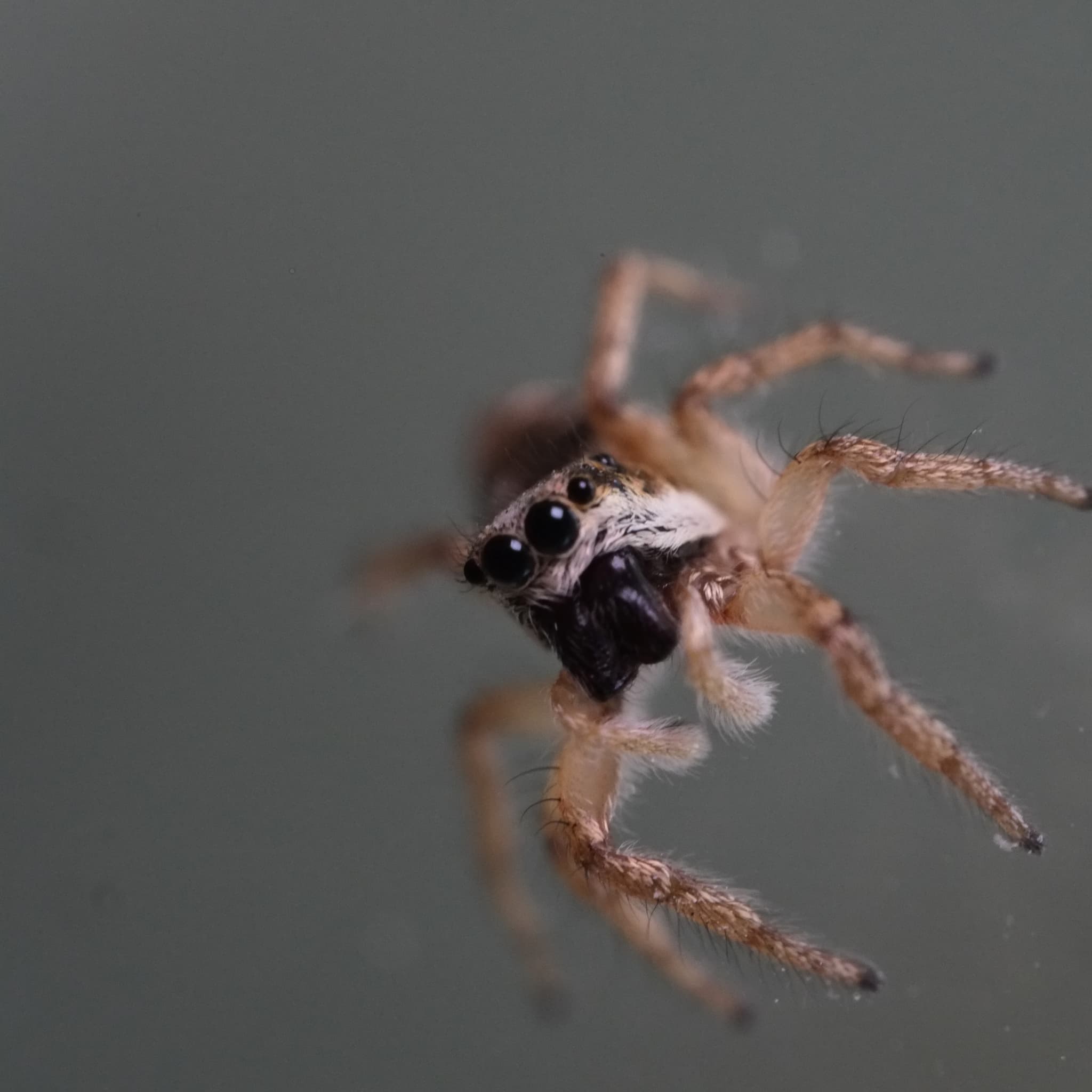 square spidey