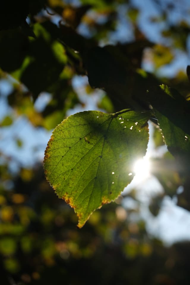 Leaf backlit