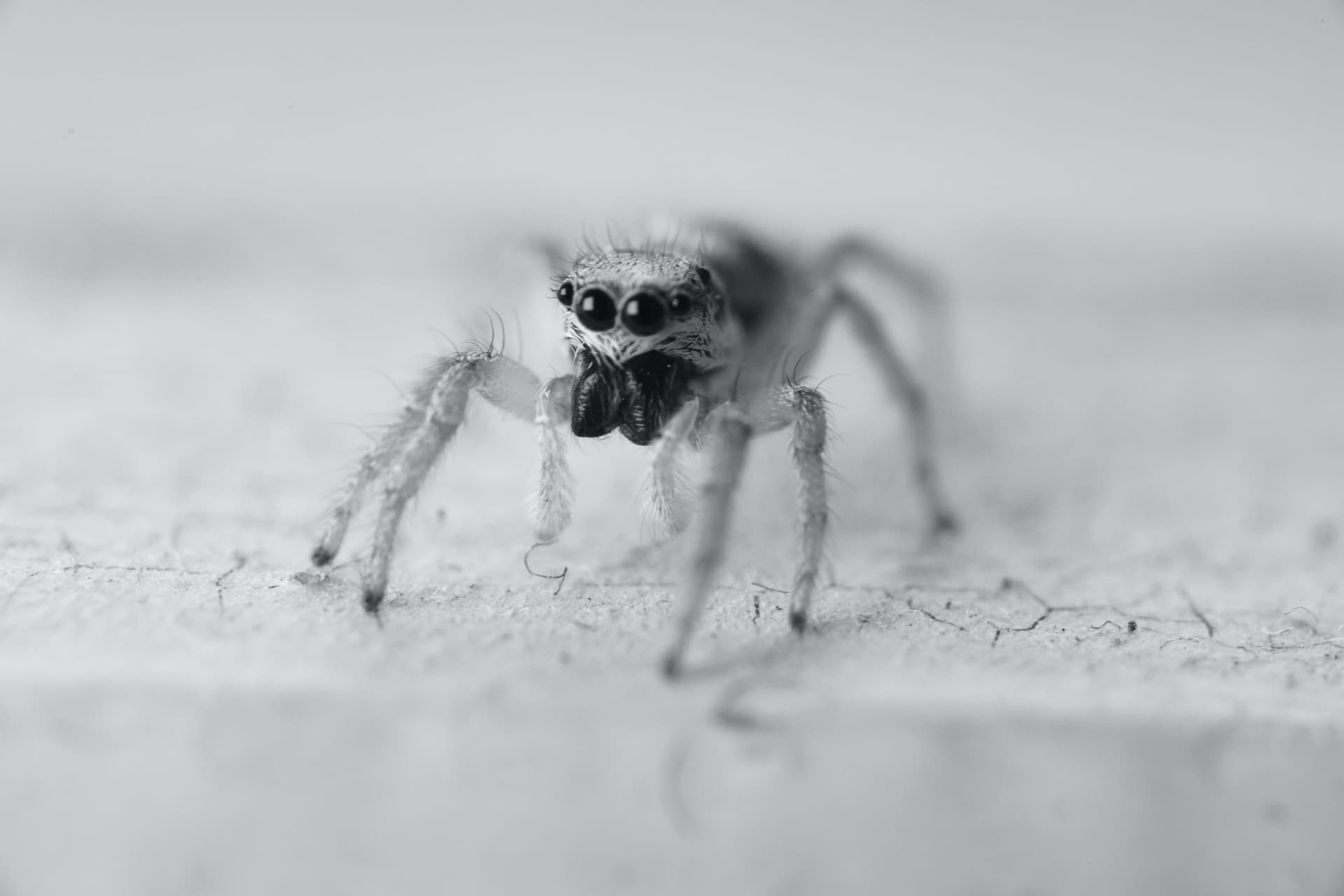 Spidey